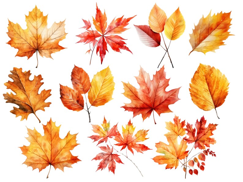 May include: Watercolor painting of autumn leaves in various shades of red, orange, and yellow. The leaves are arranged in a random pattern on a white background.