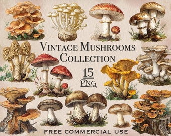 Vintage Mushroom PNG bundle, Vintage Mushrooms clipart, Mycology digital art, Digital downloads commercial use png, Biology illustration