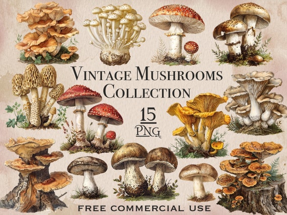 Vintage Mushroom PNG bundle, Vintage Mushrooms clipart, Mycology digital art, Digital downloads commercial use png, Biology illustration