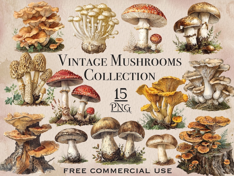 May include: A collection of 15 vintage mushroom illustrations in various colors and styles. The illustrations are in PNG format and are free for commercial use.  "Vintage Mushrooms Collection 15 PNG Free Commercial Use"