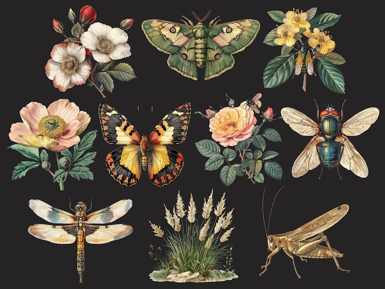 Pu&ograve; includere: Un'illustrazione vintage con una variet&agrave; di insetti e fiori. Gli insetti includono una libellula, una falena, una farfalla, un grillo e una mosca. I fiori includono una rosa, un papavero e un fiore selvatico.