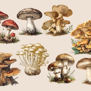 May include: A collection of ten different types of mushrooms, including red and white spotted mushrooms, brown mushrooms with white stems, and yellow mushrooms with brown stems. The mushrooms are depicted in a vintage style illustration.