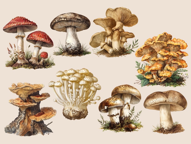 May include: A collection of ten different types of mushrooms, including red and white spotted mushrooms, brown mushrooms with white stems, and yellow mushrooms with brown stems. The mushrooms are depicted in a vintage style illustration.