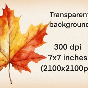 May include: A single red, orange, and yellow maple leaf with visible veins. The leaf is isolated on a transparent background. The image is 7x7 inches and 300 dpi.