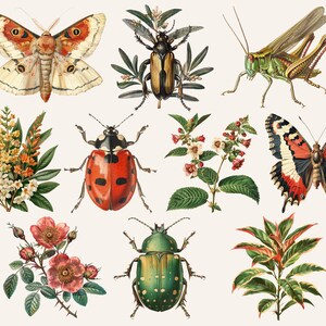 Pu&ograve; includere: Una collezione di illustrazioni vintage che raffigurano vari insetti e fiori. Le illustrazioni includono una falena, uno scarabeo, un grillo, una coccinella, uno scarabeo verde, una farfalla e tre diversi tipi di fiori.