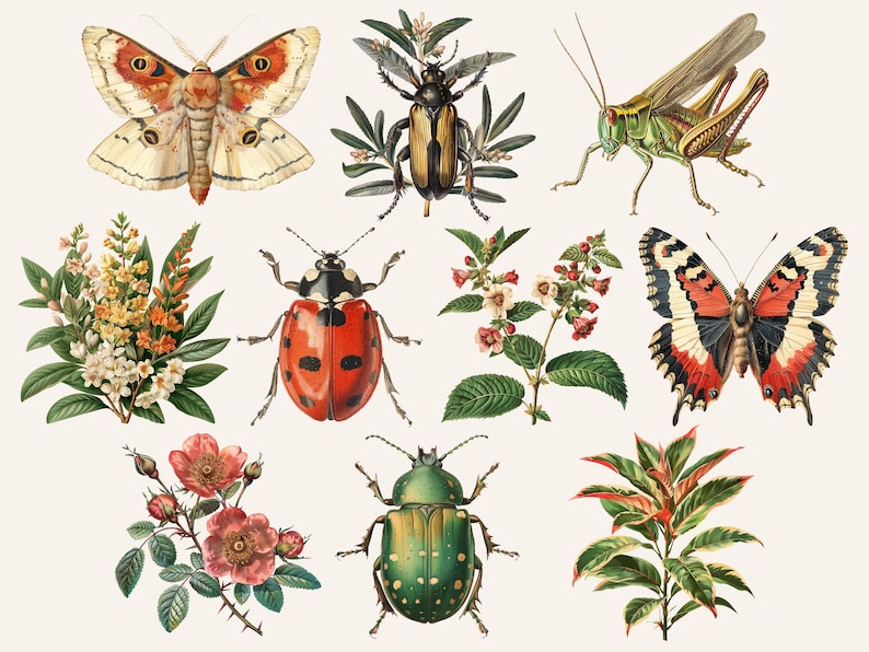 Pu&ograve; includere: Una collezione di illustrazioni vintage che raffigurano vari insetti e fiori. Le illustrazioni includono una falena, uno scarabeo, un grillo, una coccinella, uno scarabeo verde, una farfalla e tre diversi tipi di fiori.