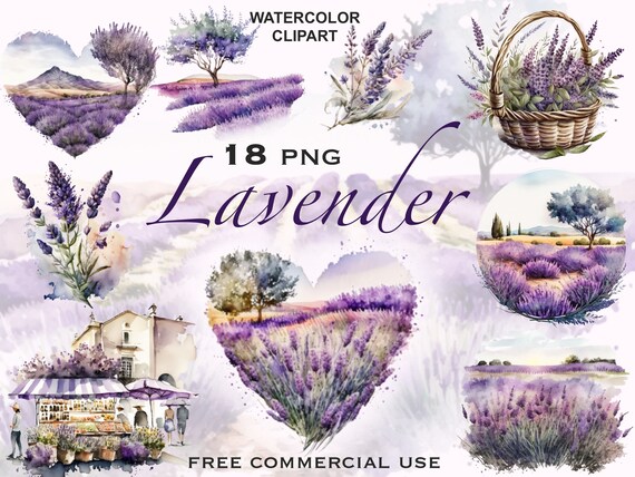 Lavender fields png, Flower market png, Lavender png, French lavender png, Lavender flowers png, Lavender basket png, Lilac flower clipart