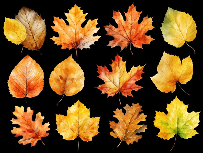 May include: A collection of 14 watercolor painted autumn leaves in various shades of yellow, orange, red, and green. The leaves are isolated on a black background.