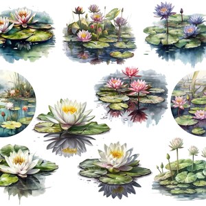 Pu&ograve; includere: Dipinto ad acquerello di diversi fiori di loto in diversi colori e stadi di fioritura. I fiori di loto sono raffigurati in uno scenario di stagno con foglie di loto verdi e acqua.