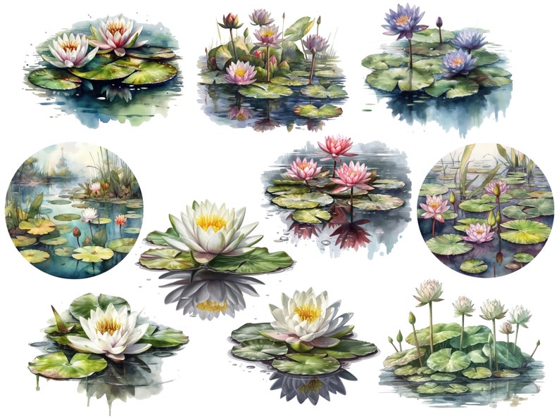 Pu&ograve; includere: Dipinto ad acquerello di diversi fiori di loto in diversi colori e stadi di fioritura. I fiori di loto sono raffigurati in uno scenario di stagno con foglie di loto verdi e acqua.