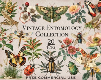 Vintage Insects & Plants PNG Bundle, Entomology digital downloads, Floral botanical clipart, Nature clipart, Butterflies and Bugs images set