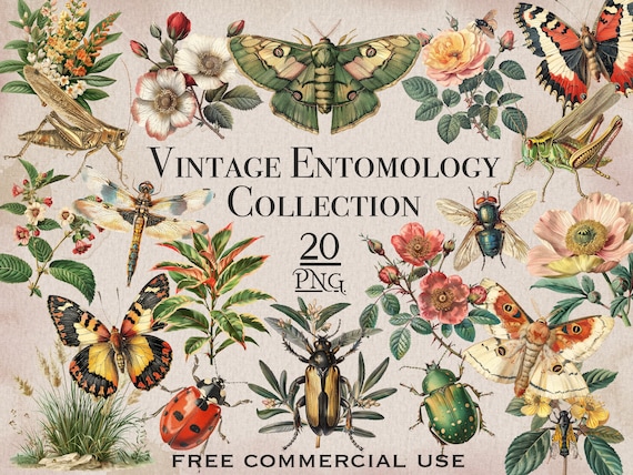 Vintage Insects & Plants PNG Bundle, Entomology digital downloads, Floral botanical clipart, Nature clipart, Butterflies and Bugs images set