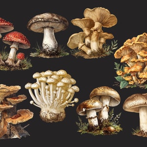 May include: A collection of ten different types of mushrooms, including red and white toadstools, brown mushrooms with white spots, and yellow mushrooms with orange caps. The mushrooms are illustrated in a vintage style with intricate details.