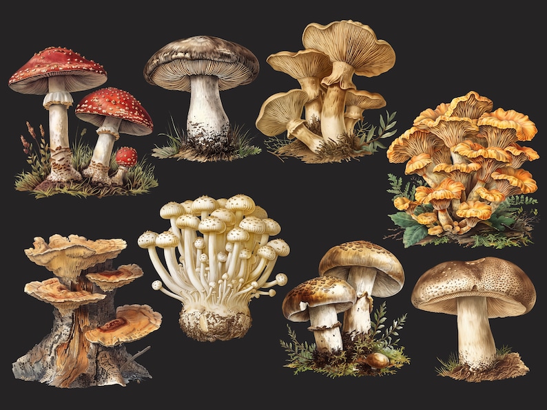 May include: A collection of ten different types of mushrooms, including red and white toadstools, brown mushrooms with white spots, and yellow mushrooms with orange caps. The mushrooms are illustrated in a vintage style with intricate details.