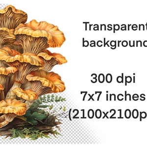 May include: A cluster of orange and yellow chanterelle mushrooms with a detailed illustration style. The mushrooms are arranged in a group with some overlapping. The mushrooms are on a brown log with green ferns and leaves.