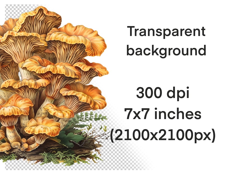 May include: A cluster of orange and yellow chanterelle mushrooms with a detailed illustration style. The mushrooms are arranged in a group with some overlapping. The mushrooms are on a brown log with green ferns and leaves.