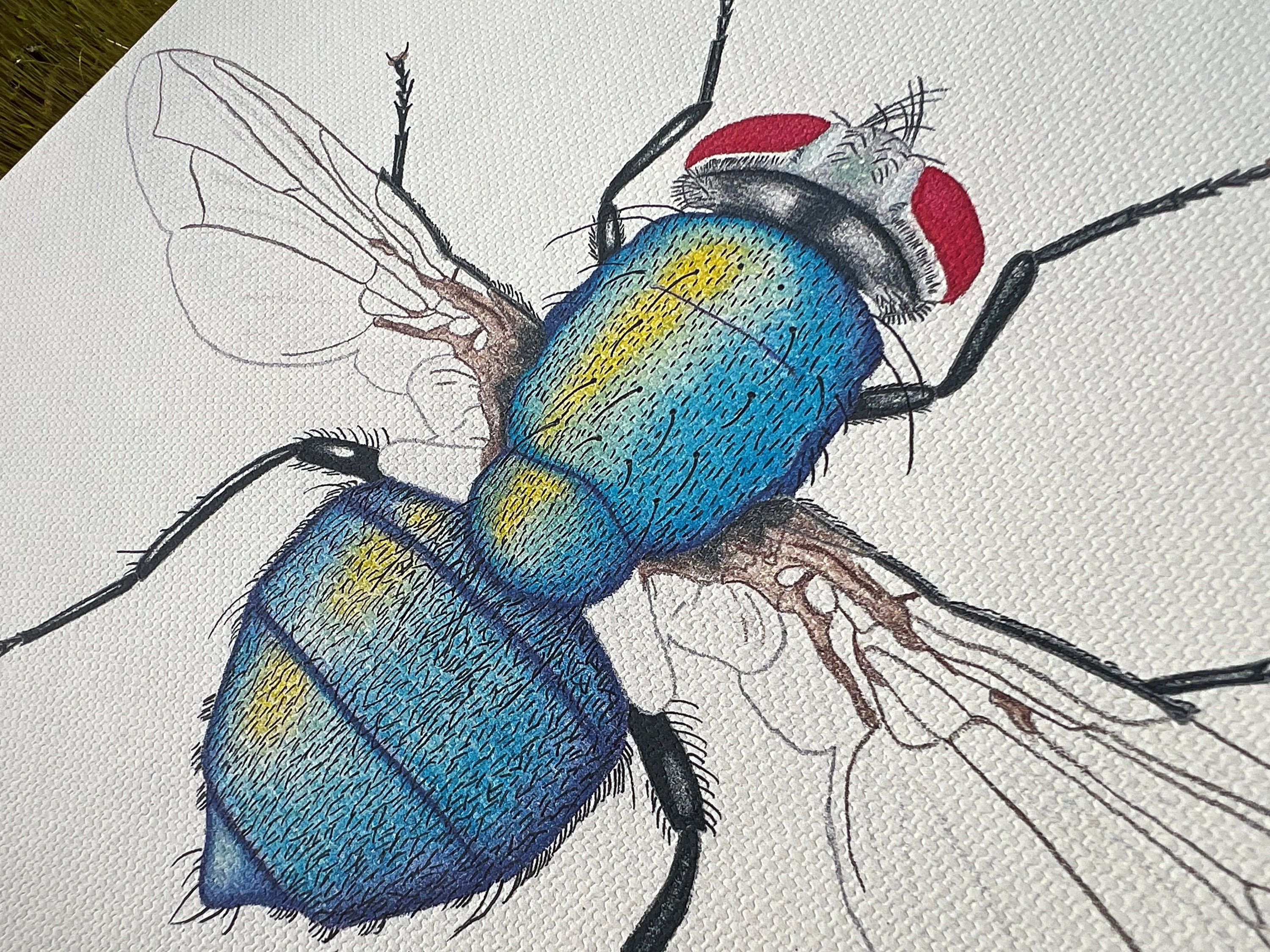 Fly Illustration Prints on Canvas set of 2 8x10 5x7 4x6 - Etsy