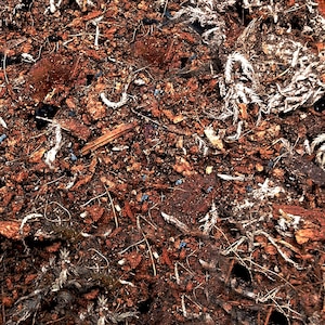 May include: Close-up of a brown and red soil surface with small blue insects and white plant debris.