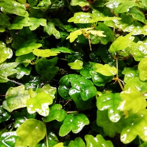 x2 Ficus Quercifolia Cuttings - Thunbergii Oak Leaf Creeping Fig Ficus (Rare Terrarium Mini)
