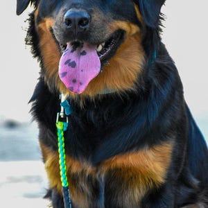 May include: A close-up portrait of a dog with black and tan fur, a pink tongue, and a green and blue leash. The dog is looking at the camera with a happy expression.