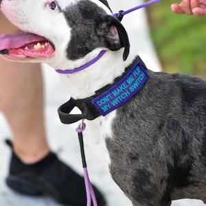 Dog Slip Leash, Training Leash