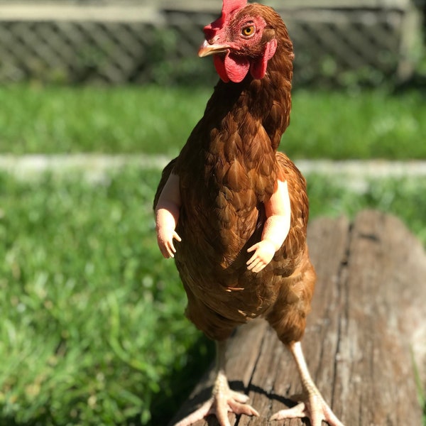 Original Baby Chicken Arms – Funny Muscle Arms & Dinosaur Claws For Chickens (USA Made)
