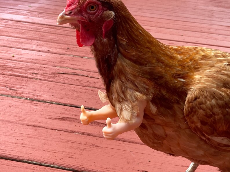 Thumbs up Chicken Arms Thumbs up Muscle Arms for Chickens and Etsy