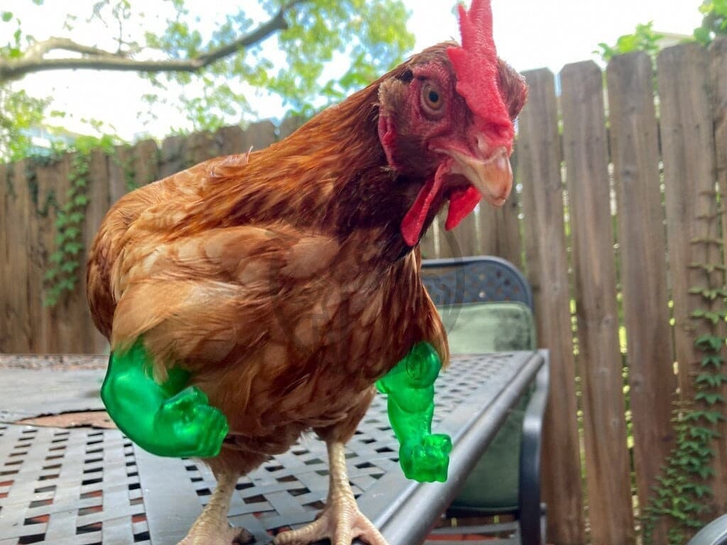 3D Printed Human Arms For Chicken