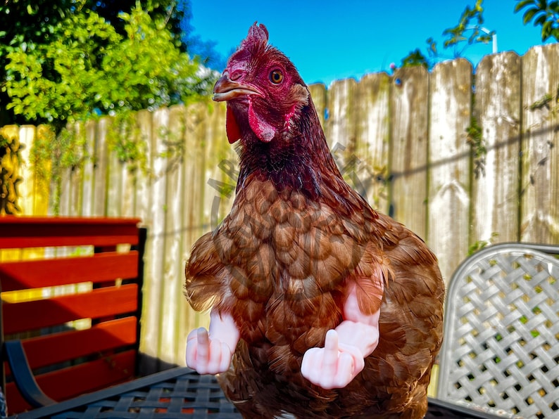 Funny Chicken Arms Middle Finger Strong Arms for Chickens Etsy