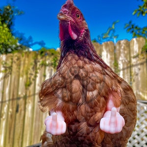 Lustige Hühnerarme, Mittelfinger starke Arme für Hühner, Hühnerarme-Geschenk, Hühner-Foto-Requisite, Neuheitsgeschenk-Meme Bild 2