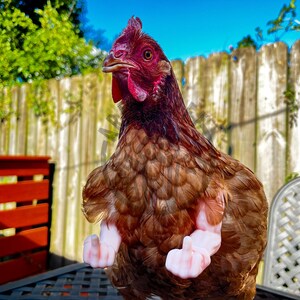 Lustige Hühnerarme, Mittelfinger starke Arme für Hühner, Hühnerarme-Geschenk, Hühner-Foto-Requisite, Neuheitsgeschenk-Meme Bild 4