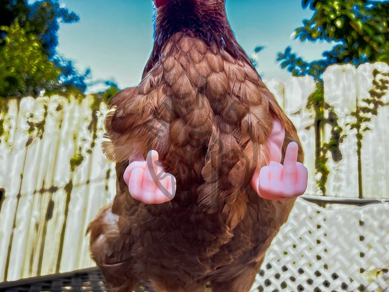 Lustige Hühnerarme, Mittelfinger starke Arme für Hühner, Hühnerarme-Geschenk, Hühner-Foto-Requisite, Neuheitsgeschenk-Meme Bild 3