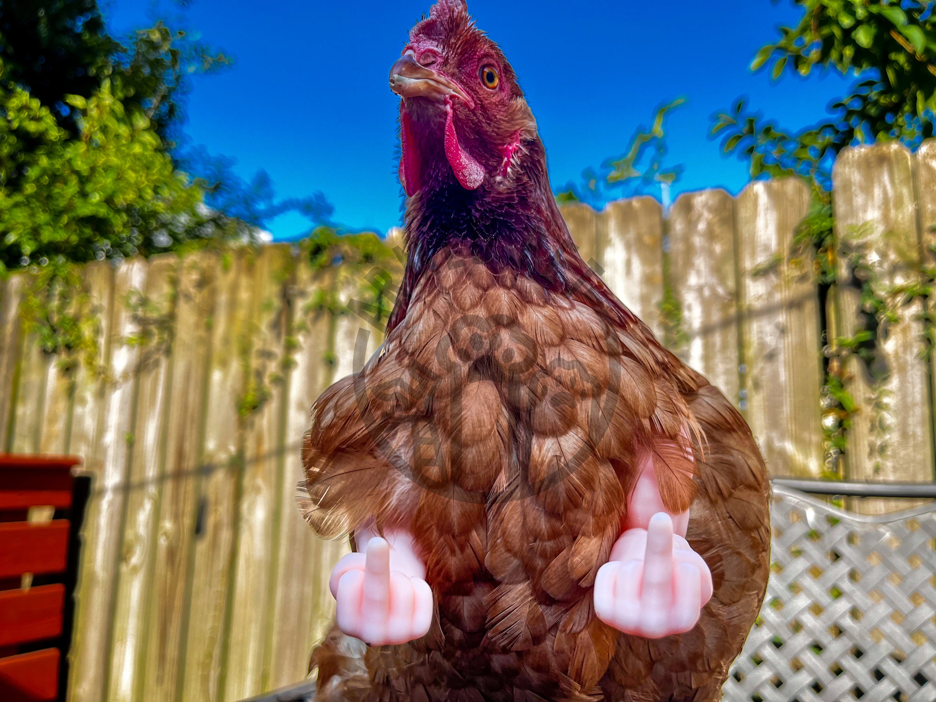 Funny Chicken Arms Middle Finger Strong Arms for Chickens Etsy