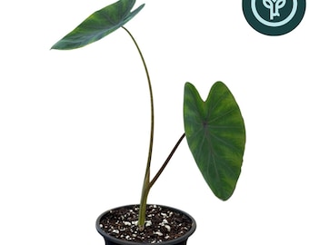 Colocasia Black Ruffles in 4 inch pot | Elephant Ear / Colocasia esculenta 'Black Ruffles'