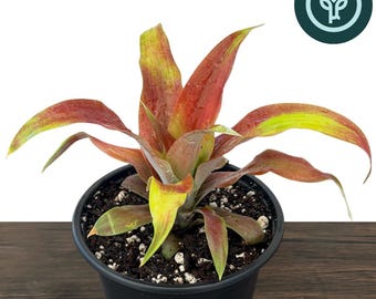 Mila Pineapple PPAF in 4 inch pots | Ananas 'Mila' | Tropical Houseplants