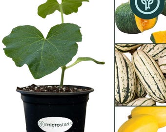 Winter Squash Starter Plant Variety 4-Pack | Burgess Buttercup, Delicata, Spaghetti | Winter Squash Starters