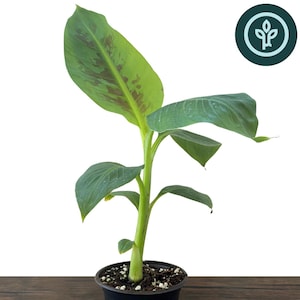 May include: A Dwarf Cavendish Banana Tree in a black pot. The plant has large green leaves with brown markings and a green stem. The pot sits on a dark brown wooden surface. The text "Dwarf Cavendish Banana Tree" is at the bottom.