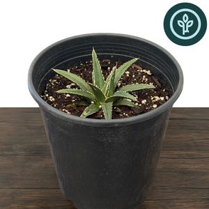 Queen Victoria Agave in 1 gallon pot | Agave victoriae‑reginae | Drought Tolerant Succulent | Tissue Culture Plant