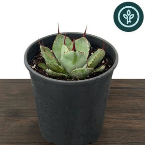 May include: An Agave parryi var. truncata, also known as an Artichoke Agave, planted in a black plastic nursery pot. The succulent features thick, pale green, rounded leaves with sharp, dark reddish-brown terminal spines and serrated edges.