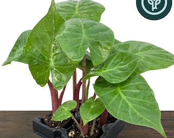Rare Alocasia 'Imperial Red' Elephant Ear Plant | Houseplant or Tropical Landscape Plant
