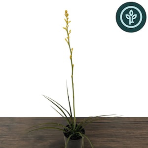 May include: A Hesperaloe parviflora plant with long, thin, dark green leaves radiating from a black plastic pot. A tall, slender central stalk extends upward, featuring small, pale yellow flower buds along its length. The text reads Yellow Hesperaloe Hesperaloe parviflora.