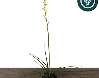 Yellow Flowering Yucca in 1 gallon pot | Hesperaloe parviflora 'Yellow' | Drought-Resistant Landscape Plants