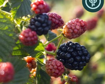 Ponca Thornless Blackberry | Thornless Blackberry | Second-Year Fruiting