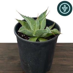 Whale's Tongue Agave in 1 gallon pot | Oval-Leaf Agave / Agave à feuilles ovales | Drought Tolerant Succulent | Tissue Culture Agave Plant