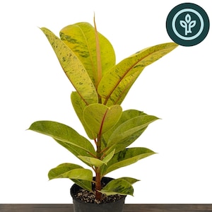 Ficus elastica 'Shivereana' in 1 gallon pot | Shivereana Moonshine Rubber Tree | Houseplant or Tropical Landscape Plant | Rare Ficus