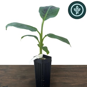May include: A Dwarf Cavendish Banana Tree in a black plastic pot. The plant has several large, green leaves with some purple markings. The text "Dwarf Cavendish Banana Tree" is at the bottom of the image.