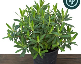 Euphorbia Tiny Tim in 1 gallon pot | Martin's Spurge / Dwarf Spurge | Drought-Resistant Landscape Plants