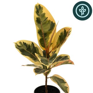May include: A Ficus elastica Tineke rubber plant with variegated leaves featuring shades of dark green, light green, and creamy yellow. The plant is potted in a black plastic container. Text at the bottom reads Ficus elastica Tineke Tineke Rubber Plant.