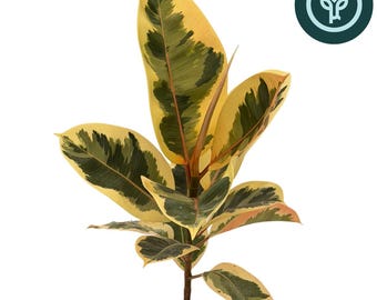 Ficus elastica 'Tineke' in 1 gallon pot | Tineke Rubber Tree | Houseplant or Tropical Landscape Plant