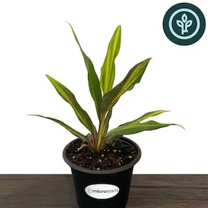 May include: A Cordyline Kiwi plant with variegated green and yellow leaves in a black plastic pot. The pot features a white label with the text microstarts. The plant has upright, lance-shaped foliage with hints of pink at the base of the stems.